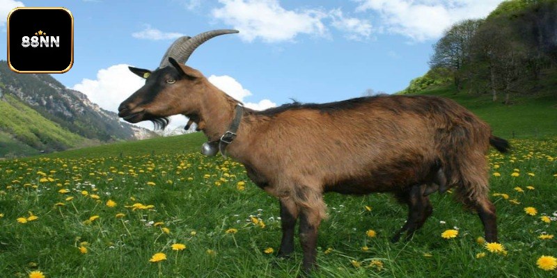 Chia sẻ về ý nghĩa khi ngủ mơ thấy dê