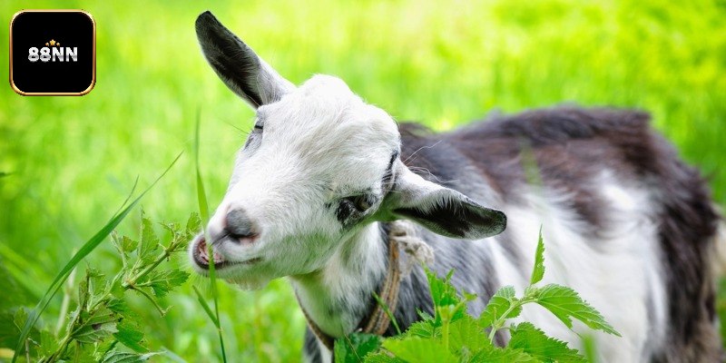 Đánh số gì khi mộng gặp dê thường xuyên?