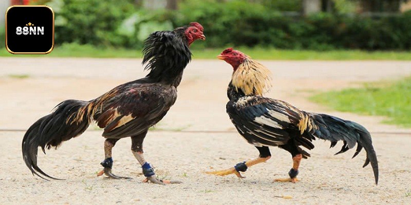 Kinh nghiệm rèn luyện gà đá