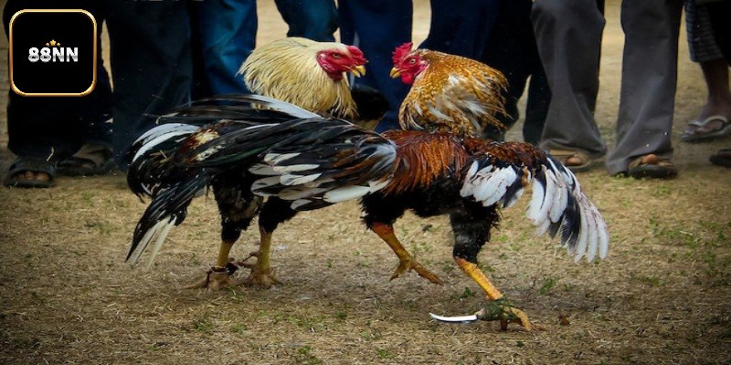 Kỹ thuật chăm sóc gà đá