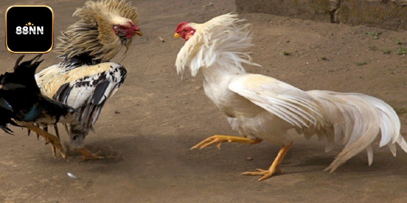 Kỹ thuật nuôi gà đá với chế độ dinh dưỡng