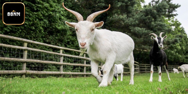 Mơ Thấy Dê Thì Đánh Con Gì? Giải Mã Điềm Báo Cụ Thể Nhất