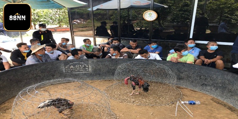 Trường Gà Long An - Điểm Đến Sôi Động Tại Sới Miền Tây