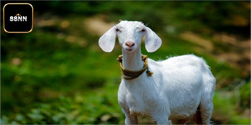 Trường hợp bị đuổi khi mơ thấy dê thì đánh con gì?